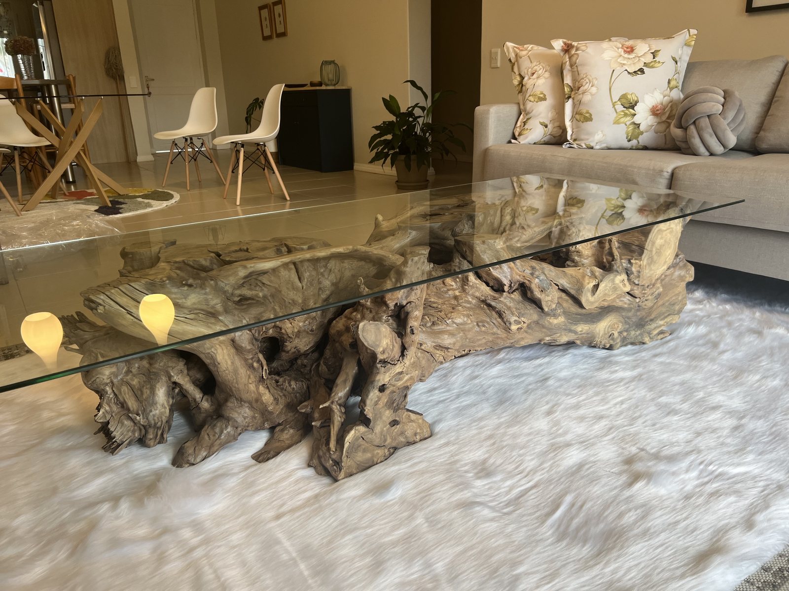 Large Acacia Tree Root Coffee Table